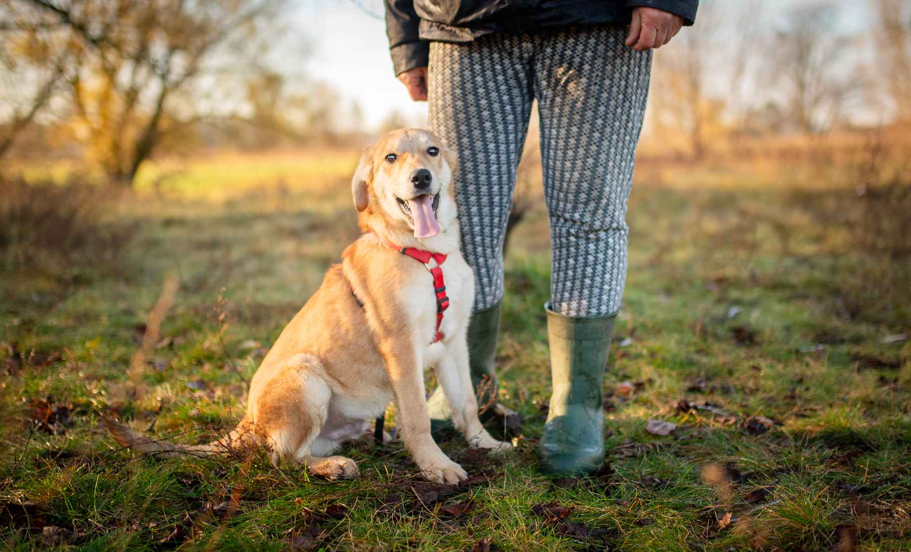 Wafel - biszkoptowy SZCZENIAK szuka domu! Olsztyn - zdjęcie 8