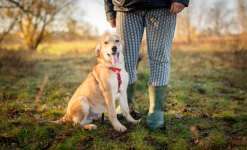 Wafel - biszkoptowy SZCZENIAK szuka domu! Olsztyn - zdjęcie 8