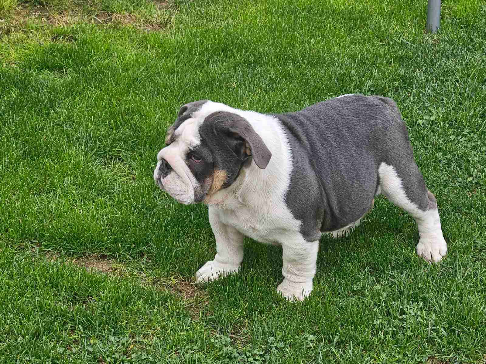 English bulldog Pacanów - zdjęcie 1