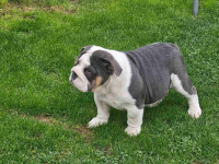 English bulldog