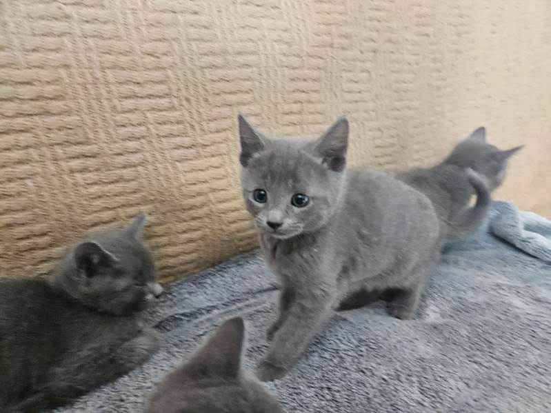 Rosyjski niebieski - kotka, kocurek Mińsk Mazowiecki - zdjęcie 3