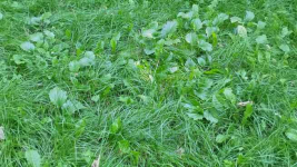 Pilnie Sprzedam Działkę Rekreacyjną Krzyki - zdjęcie 5