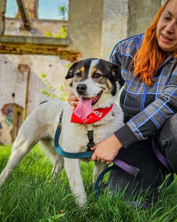 Przekochany, otwarty, absolutnie proludzki pies do adopcji! Bemowo - zdjęcie 6