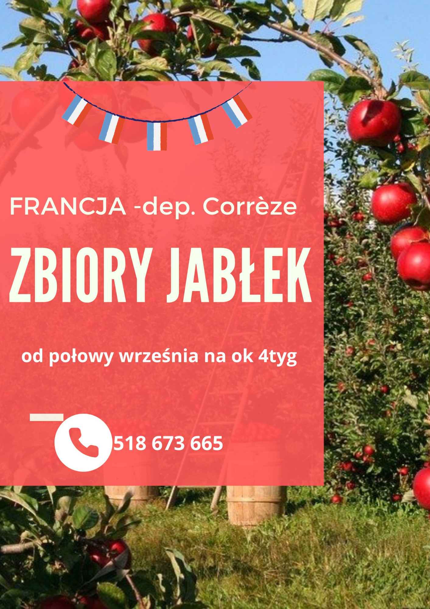 Zbiór jabłek Rzeszów - zdjęcie 1