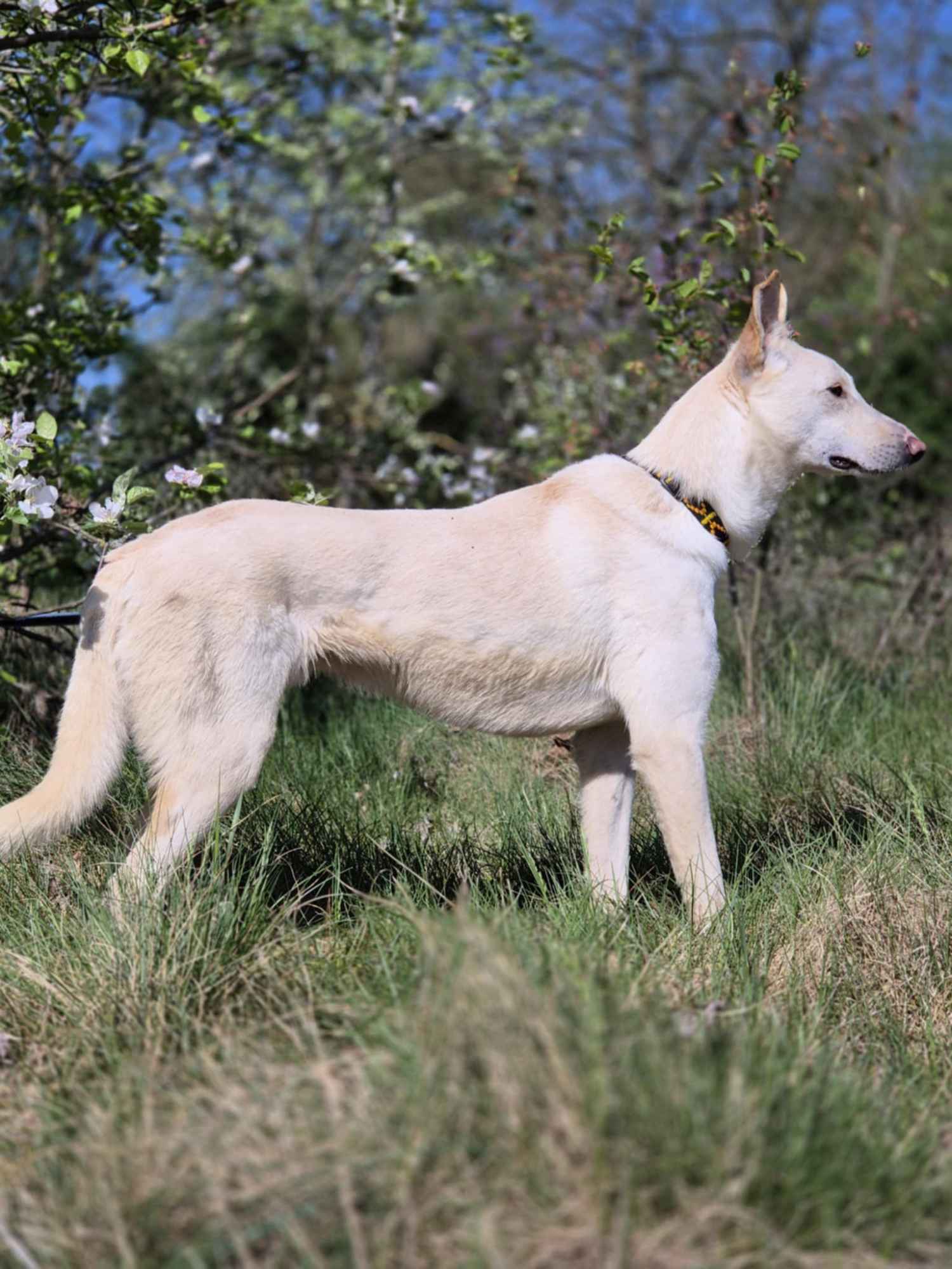 Aguś - psi anioł do pokochania od zaraz! Olsztyn - zdjęcie 2