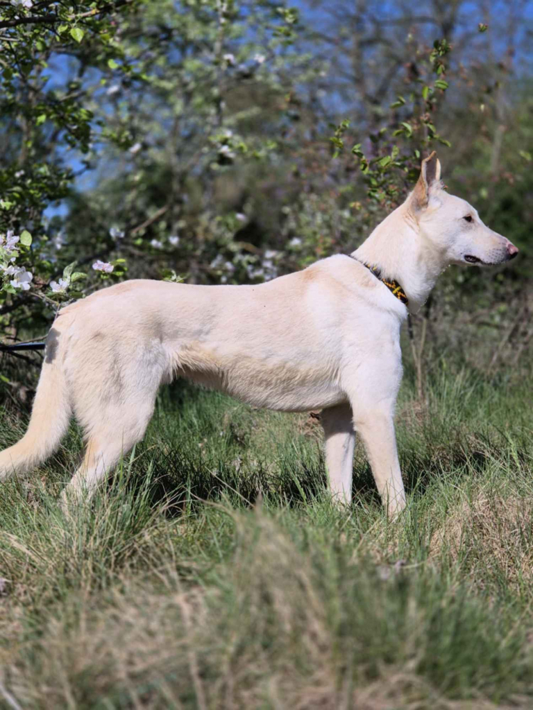 Aguś - psi anioł do pokochania od zaraz! Olsztyn - zdjęcie 2