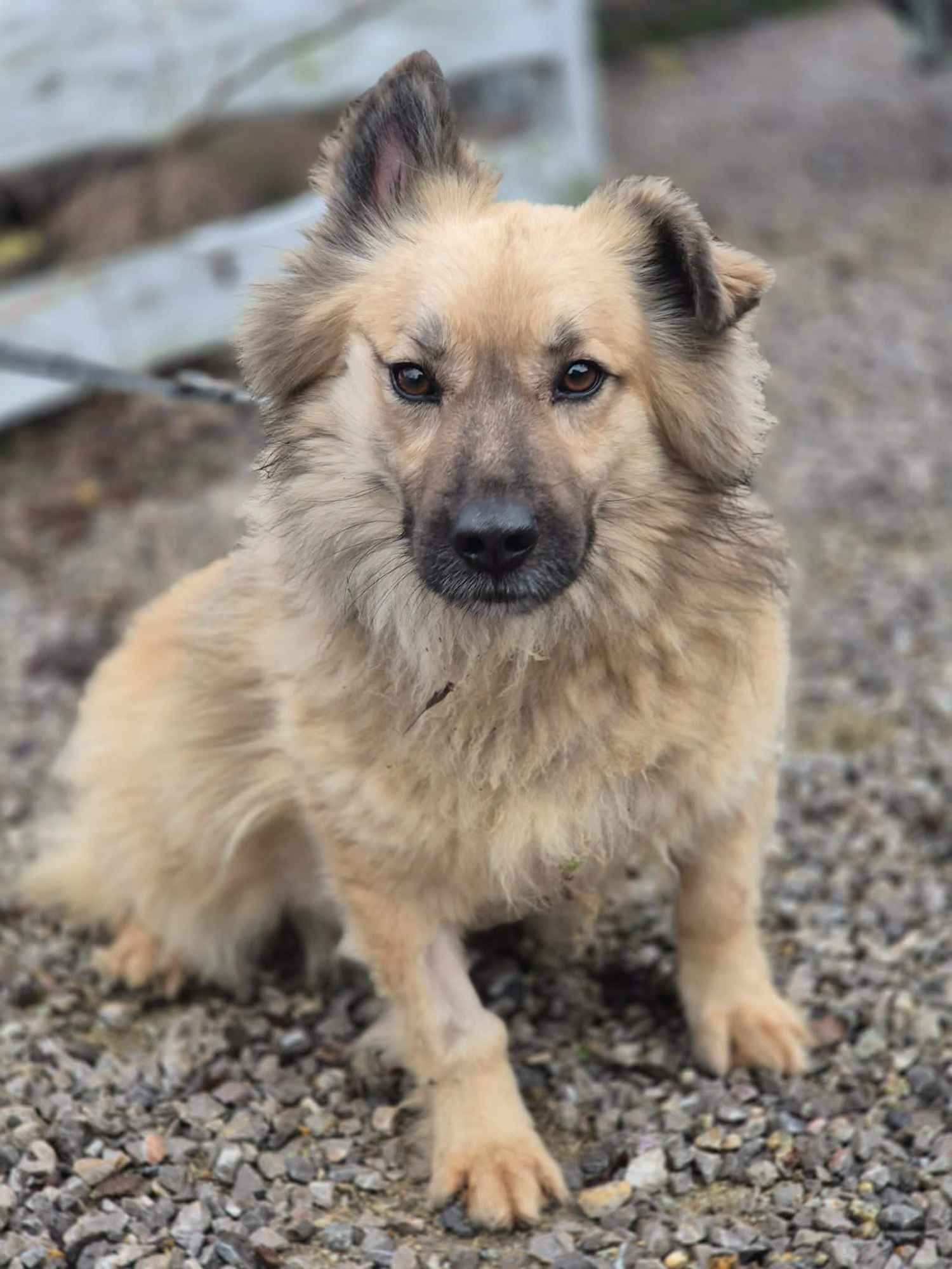 Maniuś – mały promyk radości szuka domu Olsztyn - zdjęcie 2