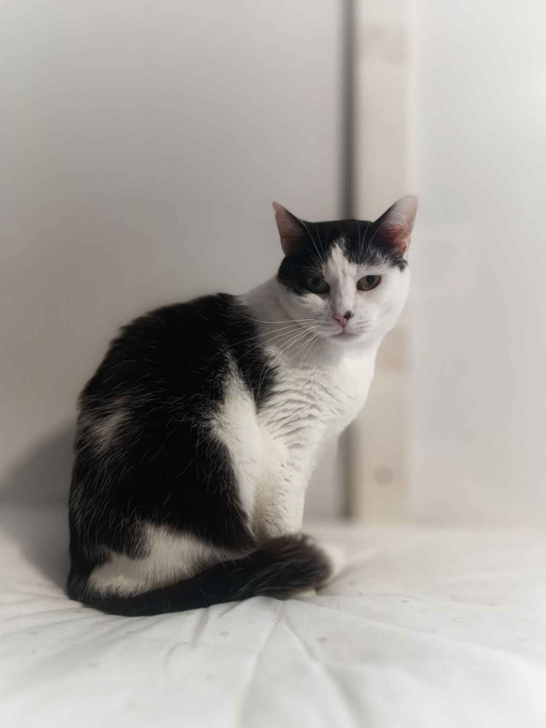 Drucik - spokojny, łagodny kotek szuka domu Olsztyn - zdjęcie 2