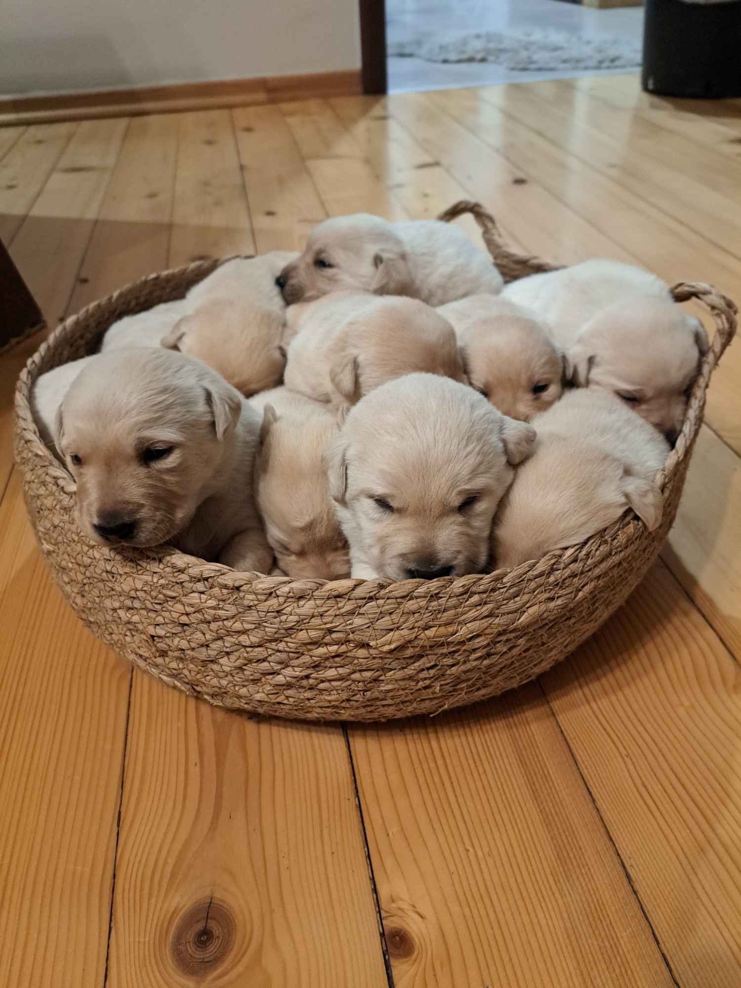 Labrador Retriever Gruszów Wielki - zdjęcie 5