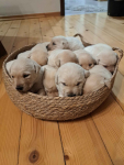 Labrador Retriever Gruszów Wielki - zdjęcie 5