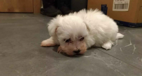 Szczeniaczki Maltańczyka szukają nowego domu