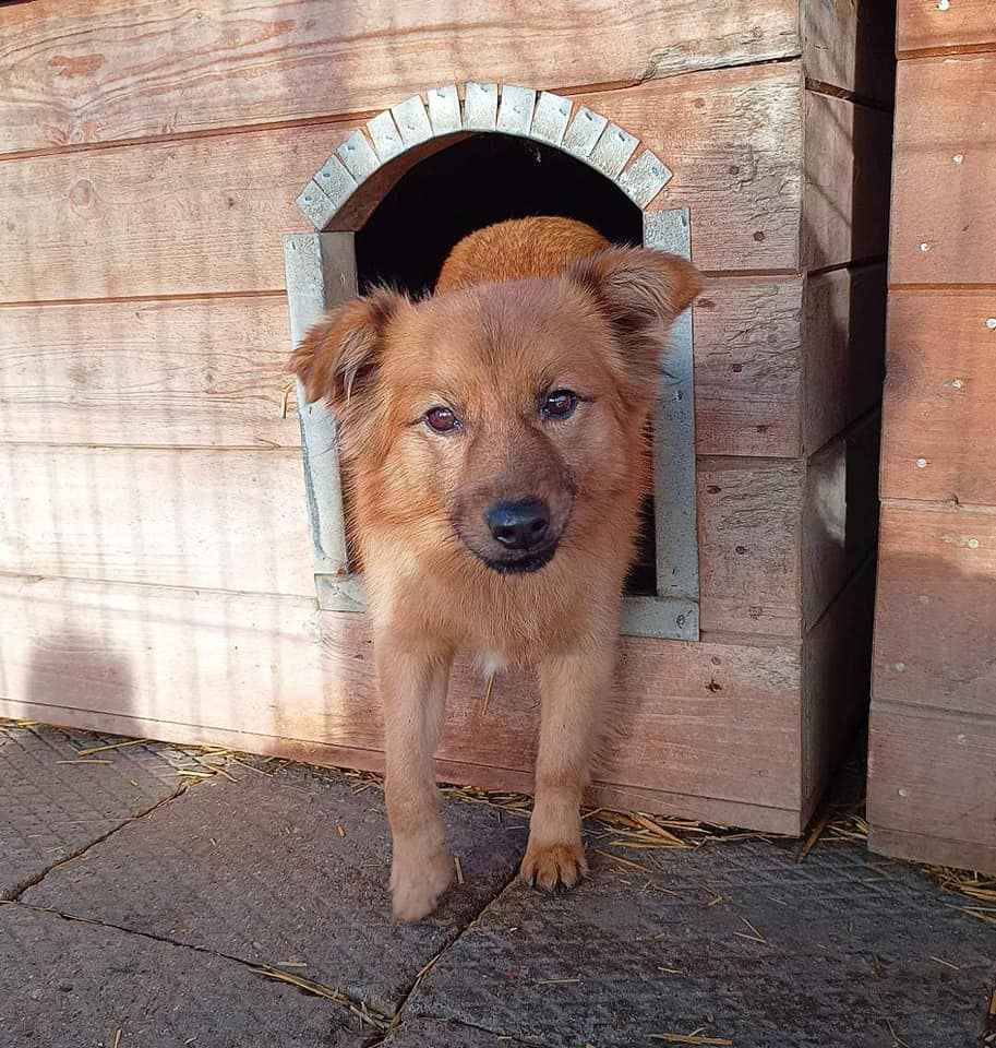 Fauna - nieduża, delikatna sunia szuka domu! Olsztyn - zdjęcie 1