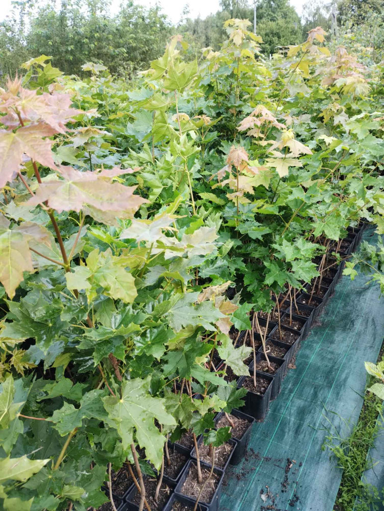 Klon zwyczajny sadzonki w doniczkach Acer platanoides Buczków - zdjęcie 3