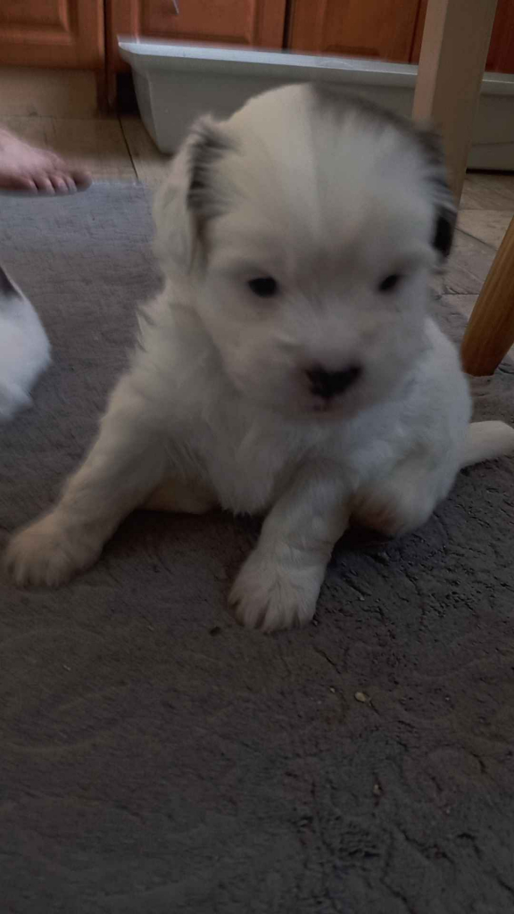 Szukamy nowego domku ❤️ Kolno - zdjęcie 1