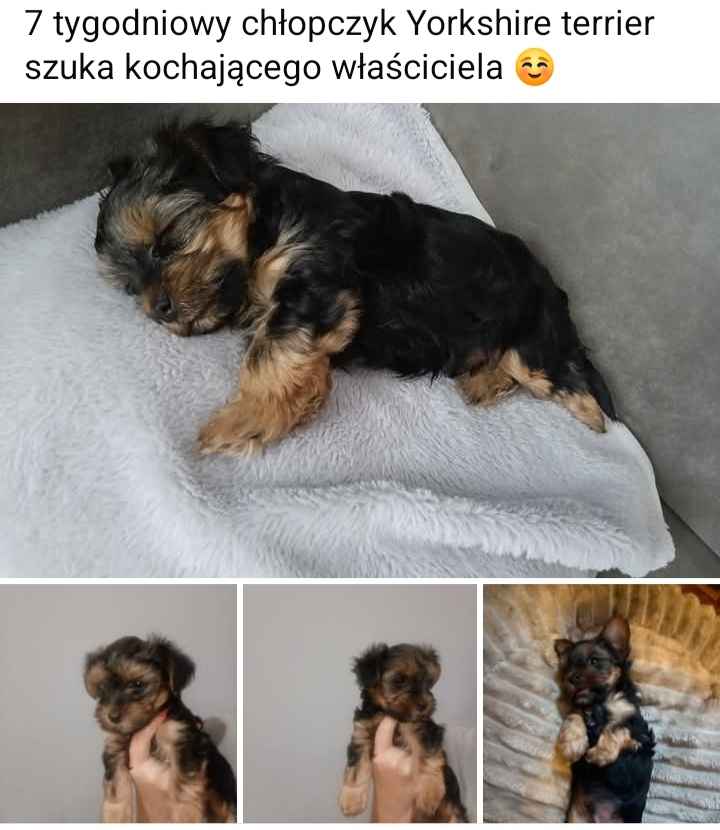 Yorkshire terrier Chłopiec Baruchowo - zdjęcie 1