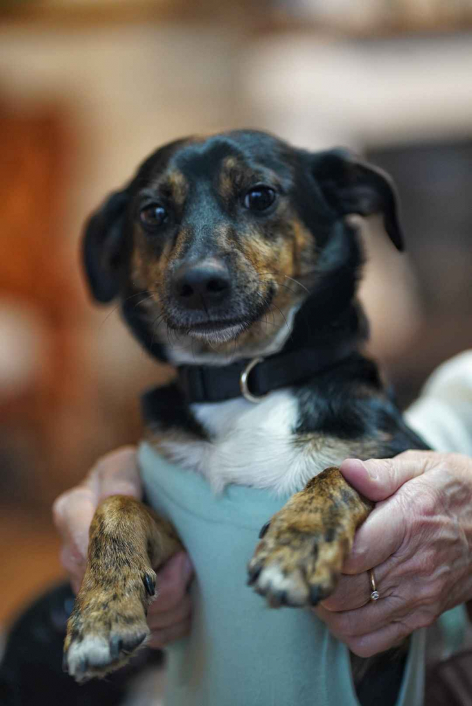 Dwie nakolankowe, domowe, wesołe sunieczki! Olsztyn - zdjęcie 8