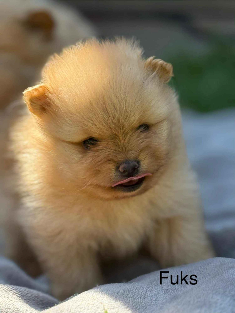 Szpic Miniaturowy Kutno - zdjęcie 1