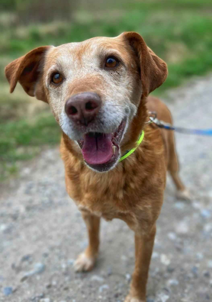 Staś - cudowny psi dziadek BŁAGA o dom! Olsztyn - zdjęcie 1