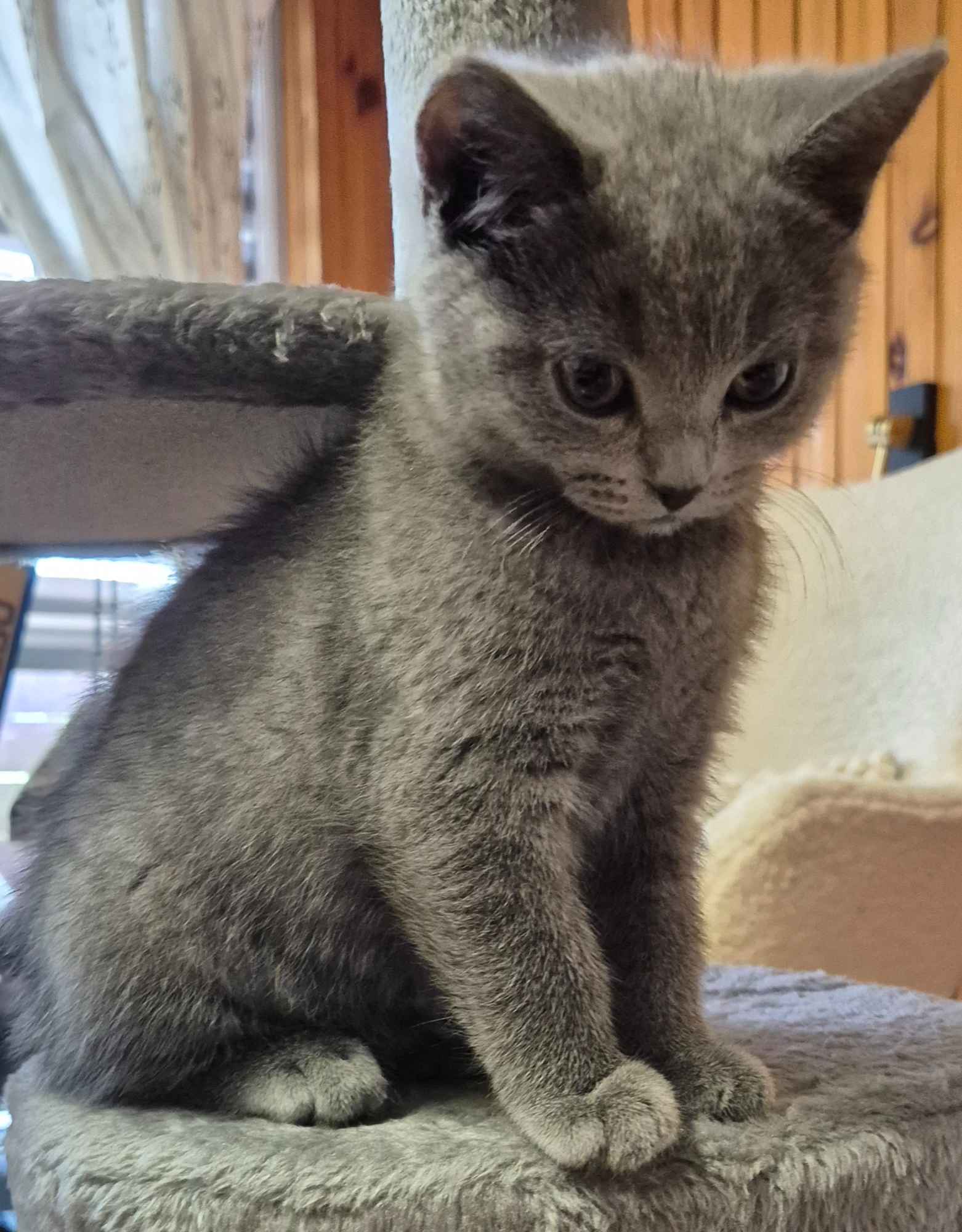 Brytyjska kotka z rodowodem Nowy Targ - zdjęcie 1