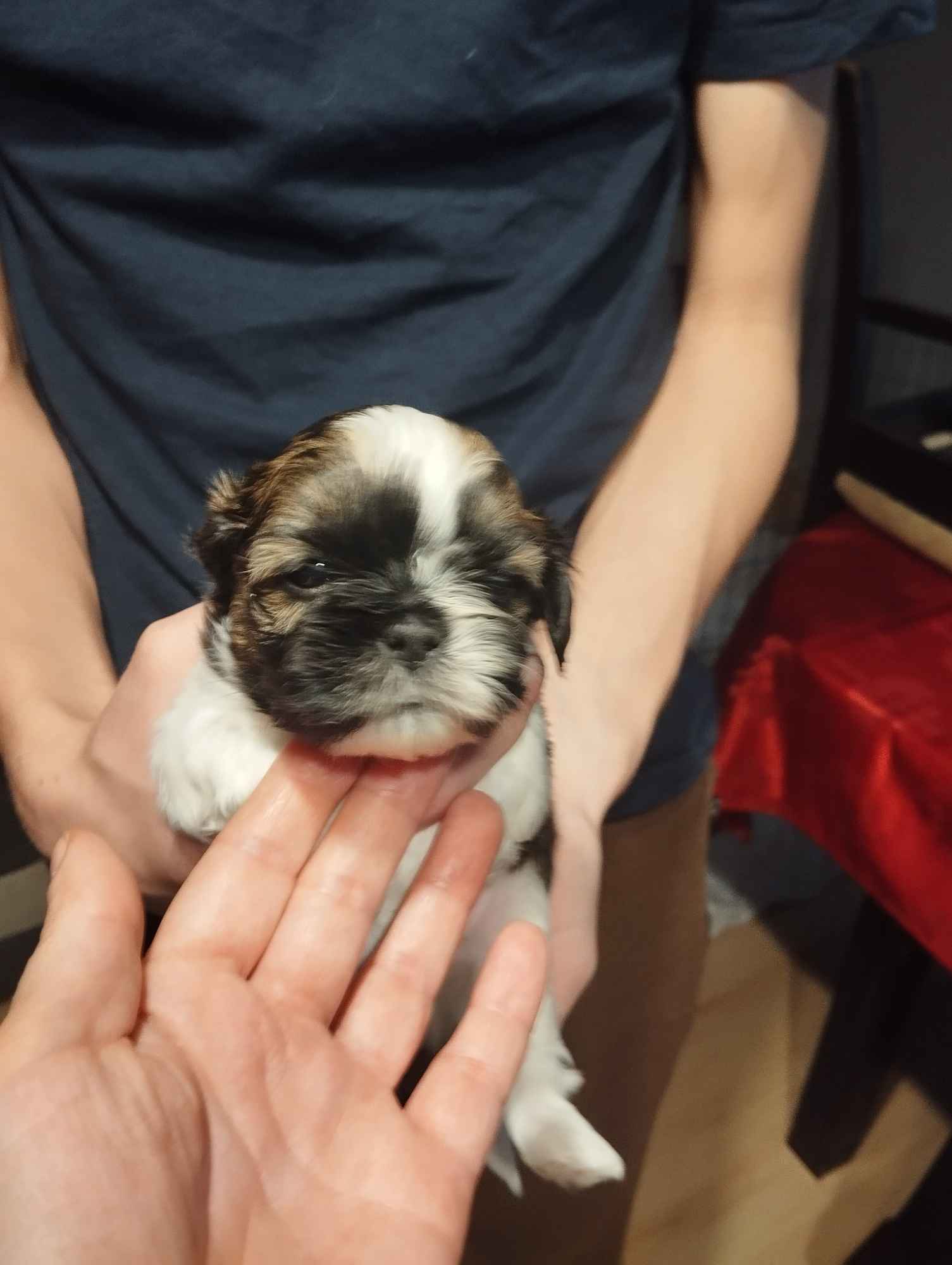 Shih tzu Grąbków - zdjęcie 3