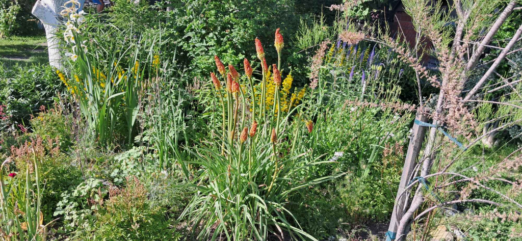 Działka ROD Tarnów - zdjęcie 6