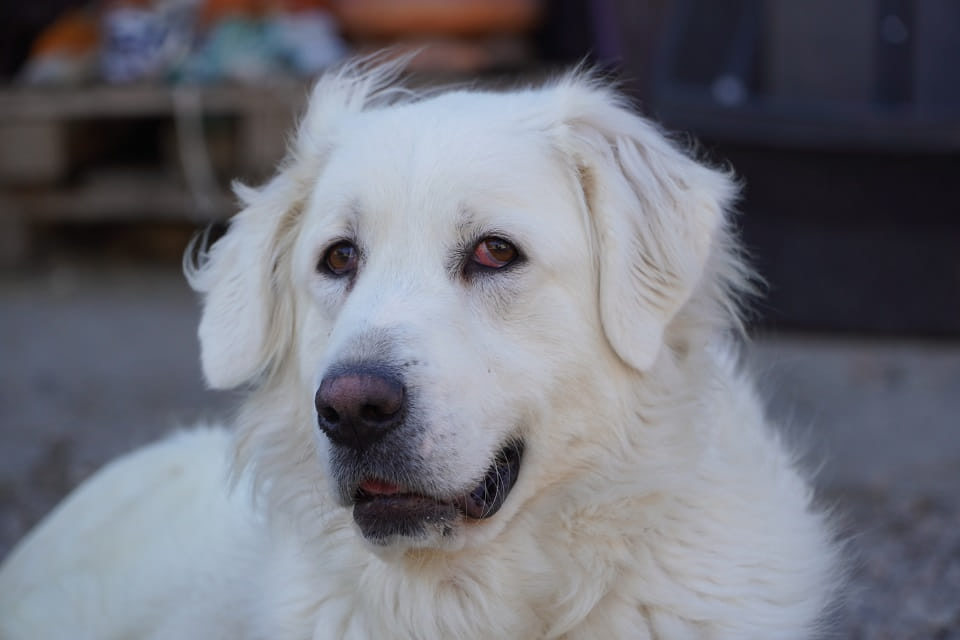 Asia szuka domu 🤍 Łętkowice - zdjęcie 3