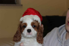 Cavalier King Charles Spaniel-szczeniaczek ZKwP Aleksandria - zdjęcie 7