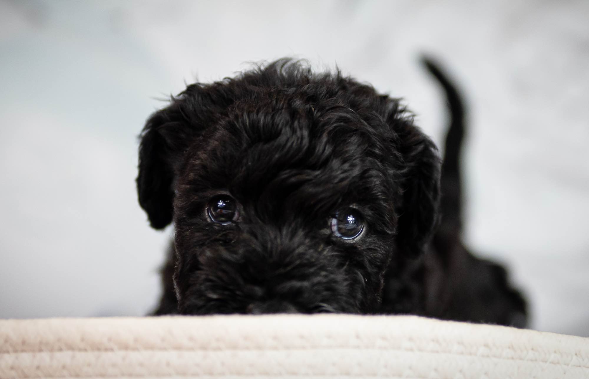 Kerry blue terrier Jedyne szczenięta w Polsce Radom - zdjęcie 2