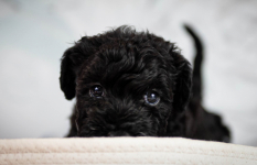 Kerry blue terrier Jedyne szczenięta w Polsce Radom - zdjęcie 2