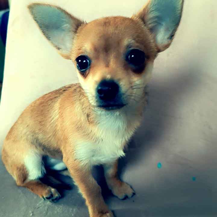 Chihuahua piesek Zduńska Wola - zdjęcie 5