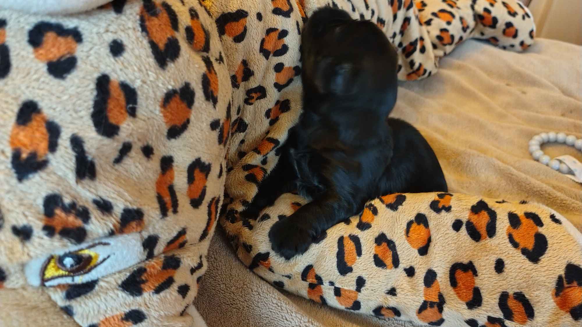 Hawańczyk z rodowodem Poniec - zdjęcie 4