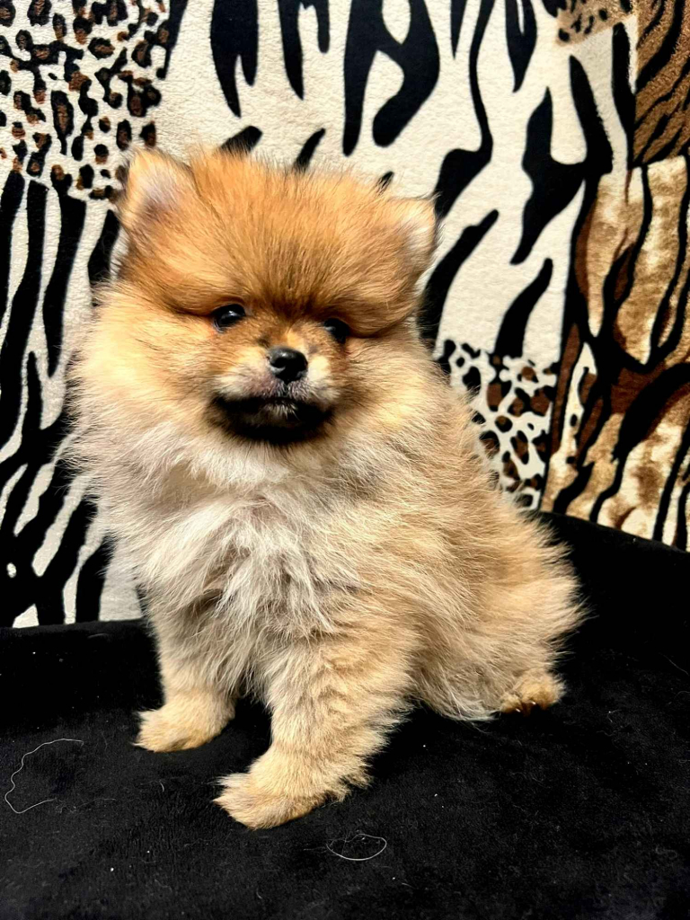 Szpic miniaturowy, Pomeranian - ORANGE Widzew - zdjęcie 3