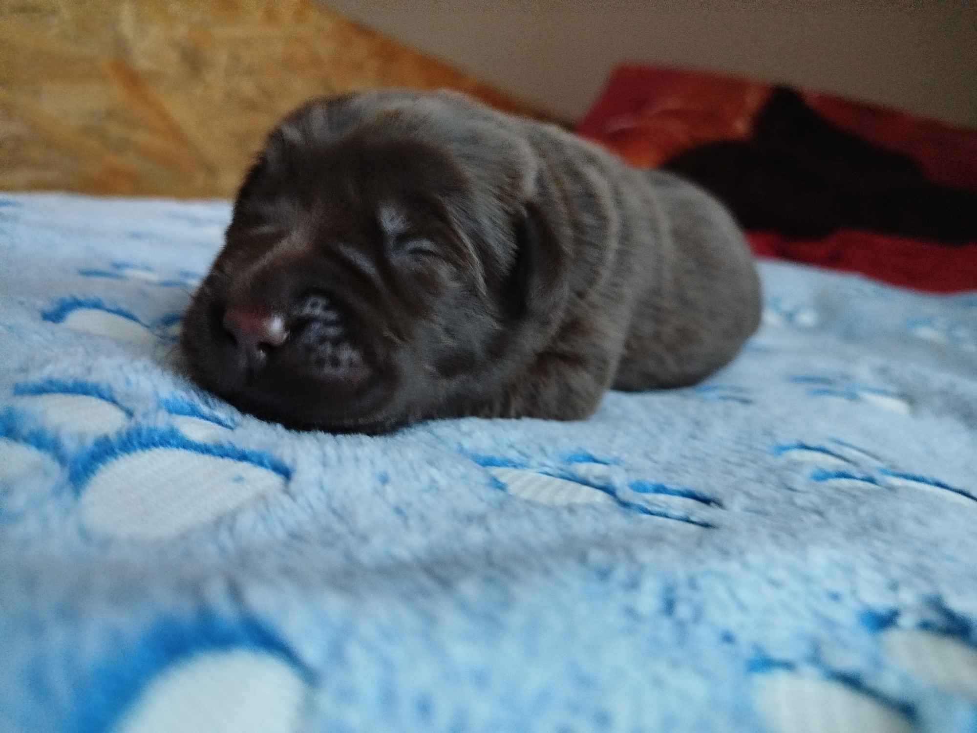 Szczeniaki labrador retriever czekoladowe rodiwodowe Oborniki Śląskie - zdjęcie 6