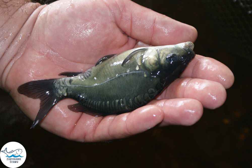 Narybek karp amur tołpyga (węgorz lin sum sandacz jesiotr) Biała Podlaska - zdjęcie 1