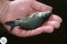 Narybek karp amur tołpyga (węgorz lin sum sandacz jesiotr)