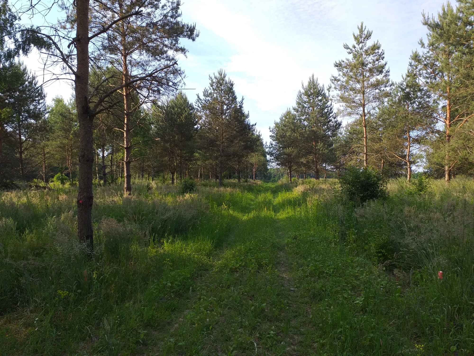 Sprzedam działkę budowlaną Ursynów - zdjęcie 2