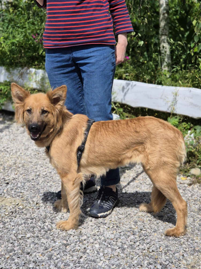 Bella - złotowłosa piękność, mądra, wesoła sunia do pokochania Olsztyn - zdjęcie 4