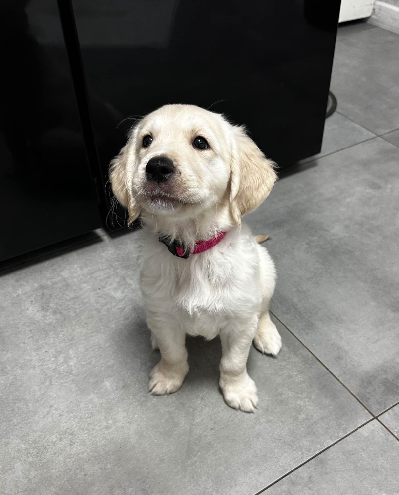 Goldenki gotowe na zmianę domu Łęgowo - zdjęcie 3