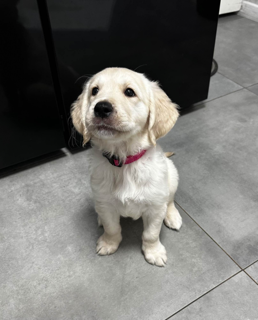 Goldenki gotowe na zmianę domu Łęgowo - zdjęcie 3