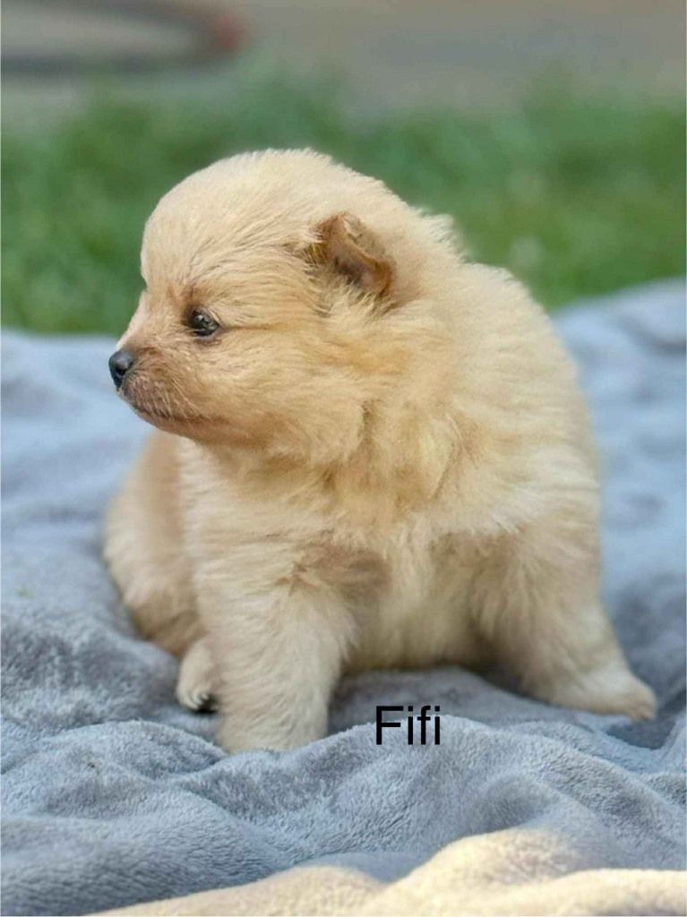 Szpic Miniaturowy Kutno - zdjęcie 2