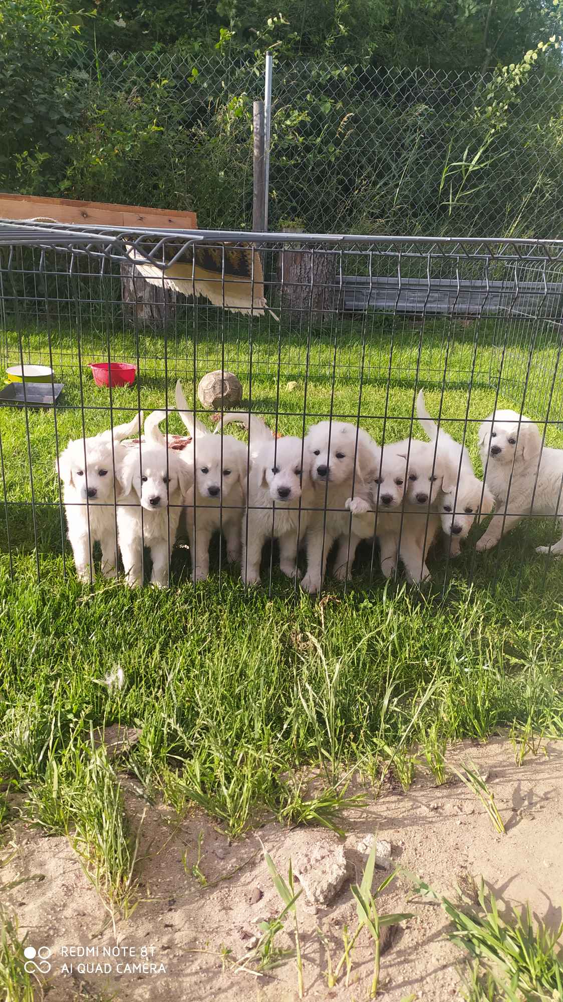 Psy owczarki Podchalanskie Łochów - zdjęcie 2