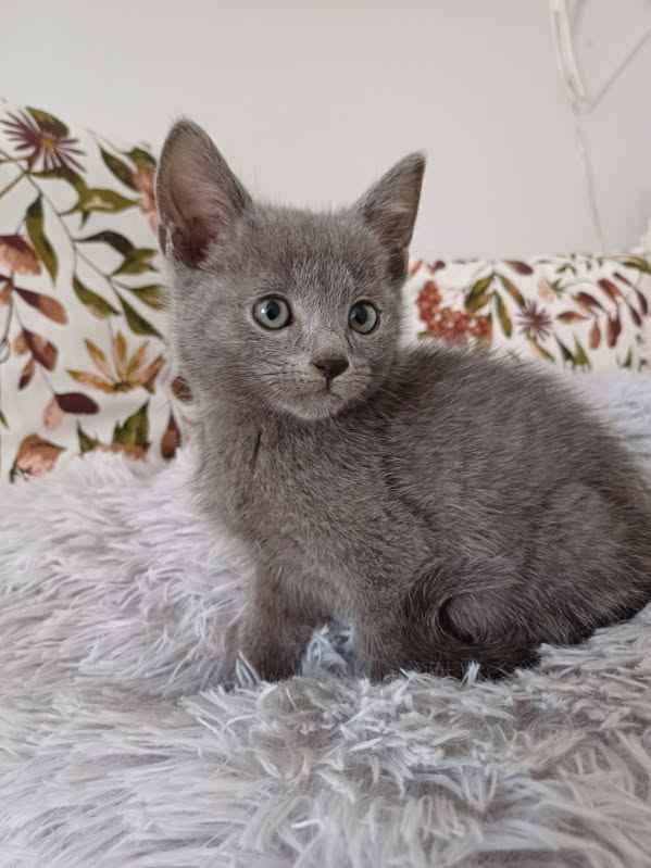 Rosyjski niebieski - kotka, kocurek Mińsk Mazowiecki - zdjęcie 1