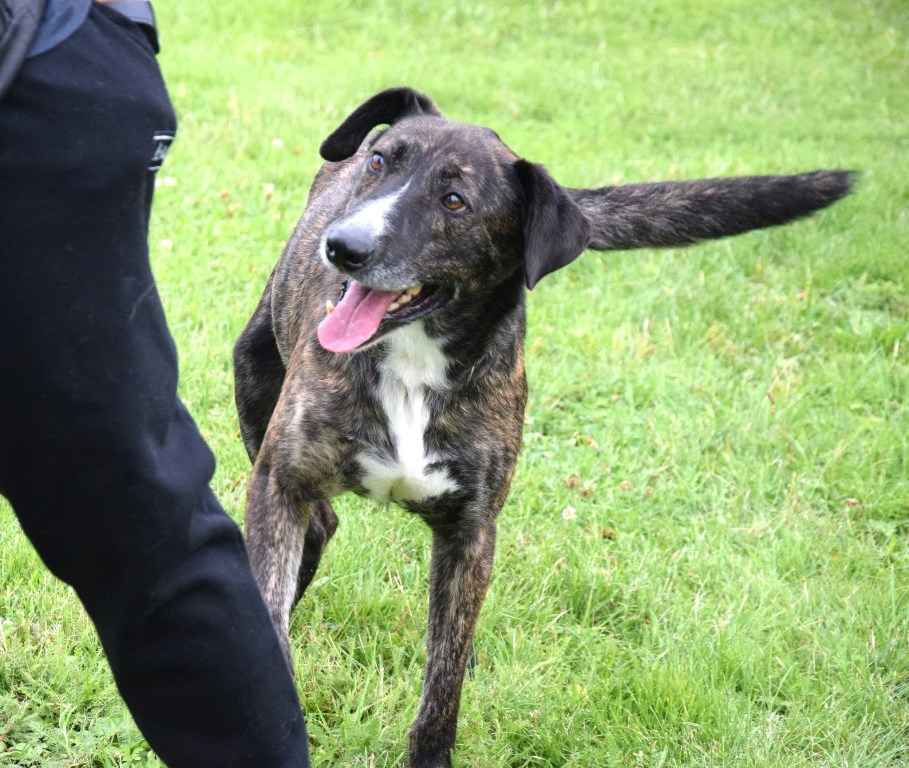 CZESTER wrażliwy, kochany piesek szuka domu Częstochowa - zdjęcie 5