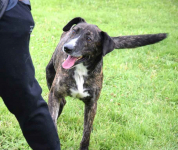 CZESTER wrażliwy, kochany piesek szuka domu Częstochowa - zdjęcie 5