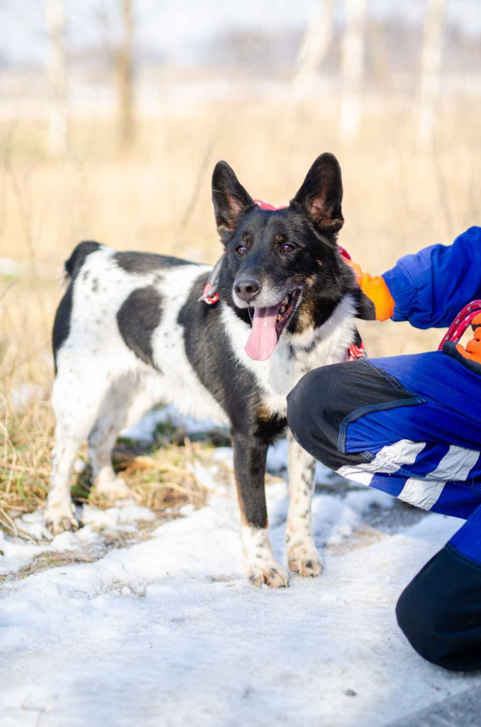 Łatek - przyjaciel na dobre i na złe Olsztyn - zdjęcie 4