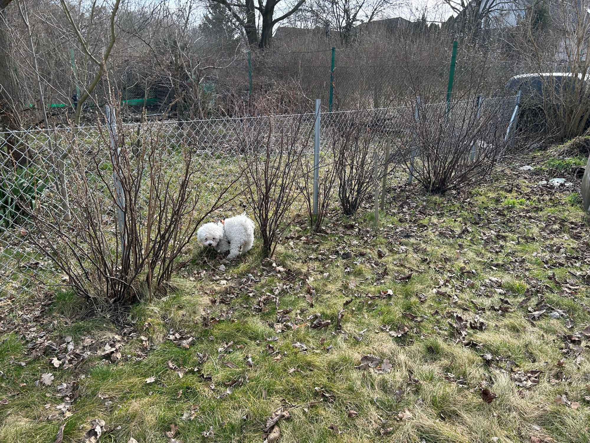 Sprzedam Działkę ROD we Wrocławiu na Kuźnikach Fabryczna - zdjęcie 5