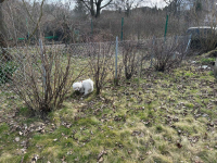 Sprzedam Działkę ROD we Wrocławiu na Kuźnikach Fabryczna - zdjęcie 5