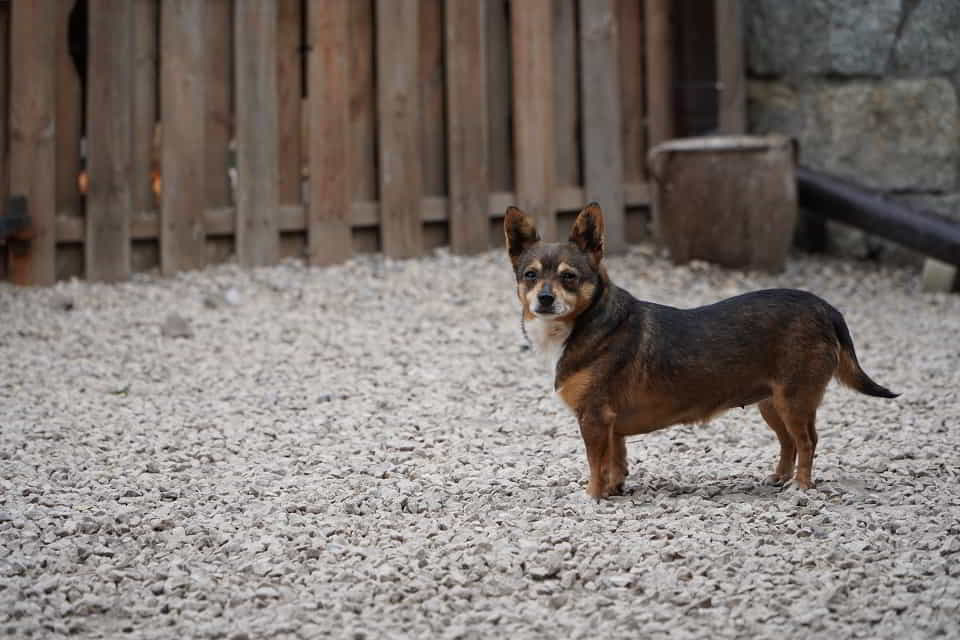 Mali i Majlo - adoptuj przyjaciół na całe życie ♥️🥰 Łętkowice - zdjęcie 2