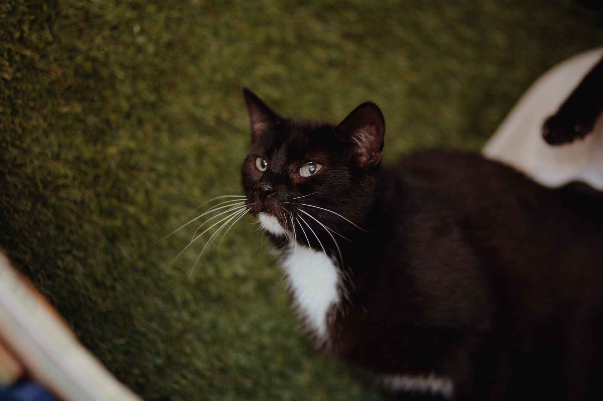 Bryś - wspaniały, delikatny kotek szuka domu! Olsztyn - zdjęcie 4