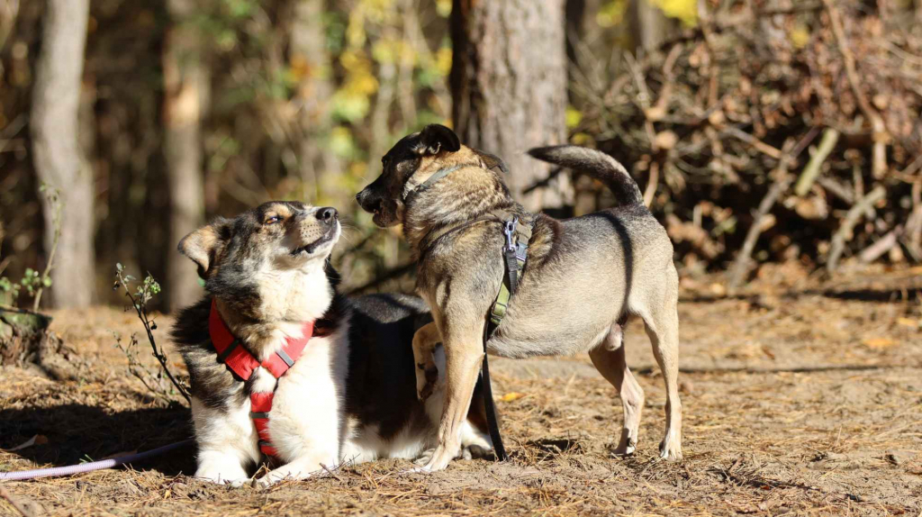 Niewielki Bureczek szuka domu! Olsztyn - zdjęcie 2